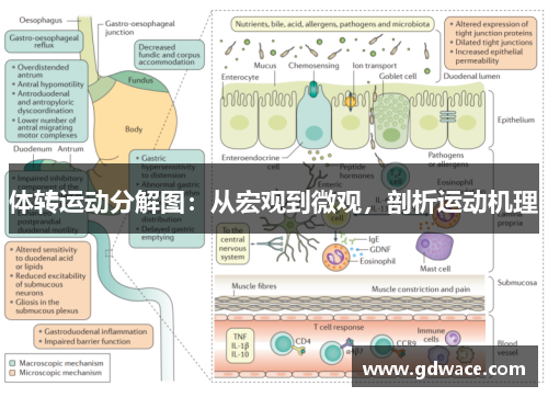 体转运动分解图：从宏观到微观，剖析运动机理