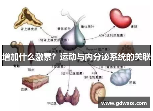 增加什么激素？运动与内分泌系统的关联