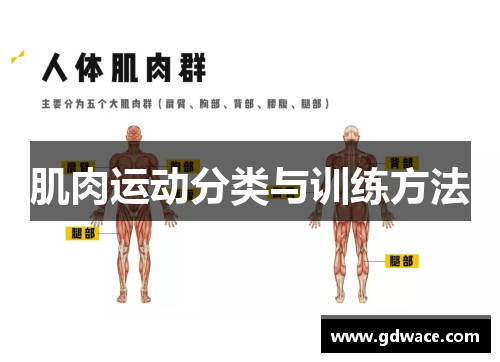 肌肉运动分类与训练方法