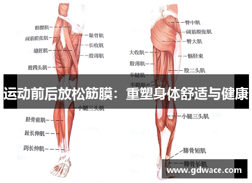 运动前后放松筋膜:重塑身体舒适与健康 运动前后放松筋膜:重塑身体舒适与健康